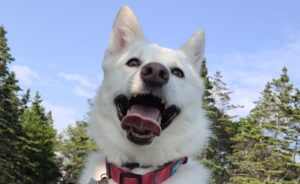 Dog who is happy but is a reactive dog who barks and lunges towards other dogs and sometimes people