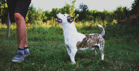 Obedience… or not?