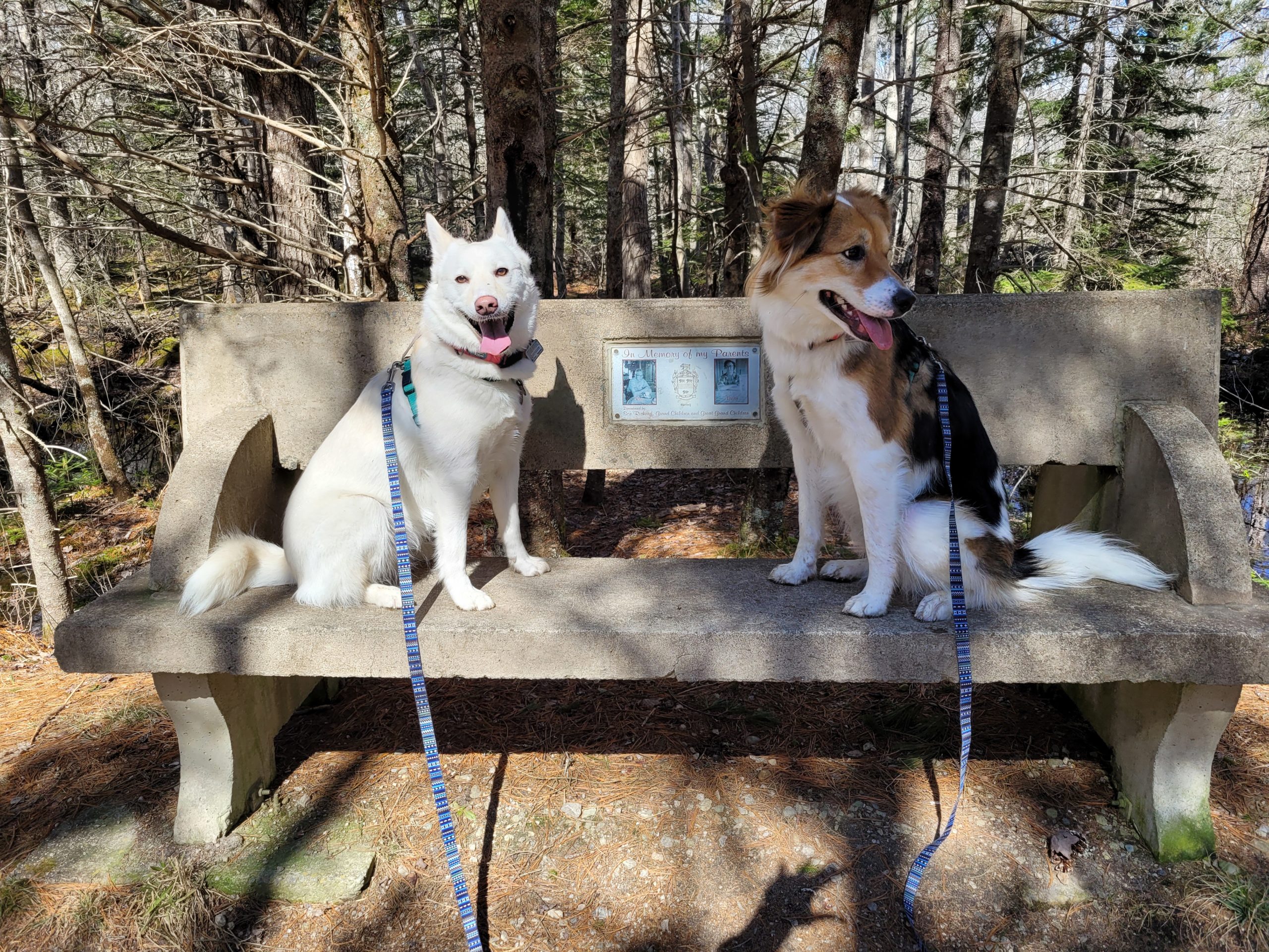 Socialization – What is it, really?