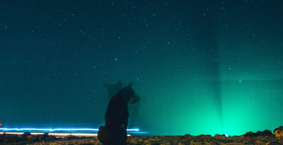 To Force or Not to Force, that is the Question