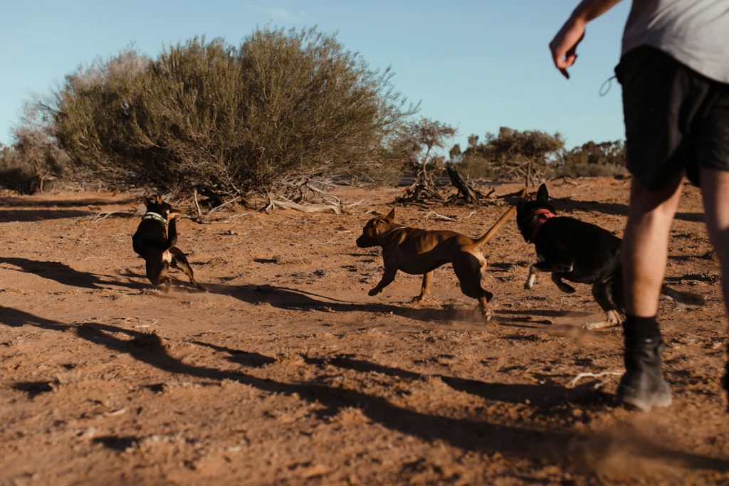 https://www.pexels.com/photo/group-of-dogs-running-away-from-man-on-sand-4992463/