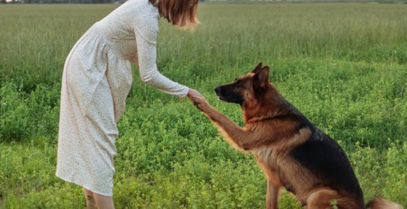 Choosing a Dog Trainer – Tips & Flags