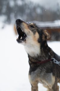 https://www.pexels.com/photo/selective-focus-of-barking-sled-dog-11280990/