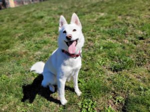 Your Happy Dog Coach Yarmouth Nova Scotia Kitchi the Northern Manitoba supermutt rescue.