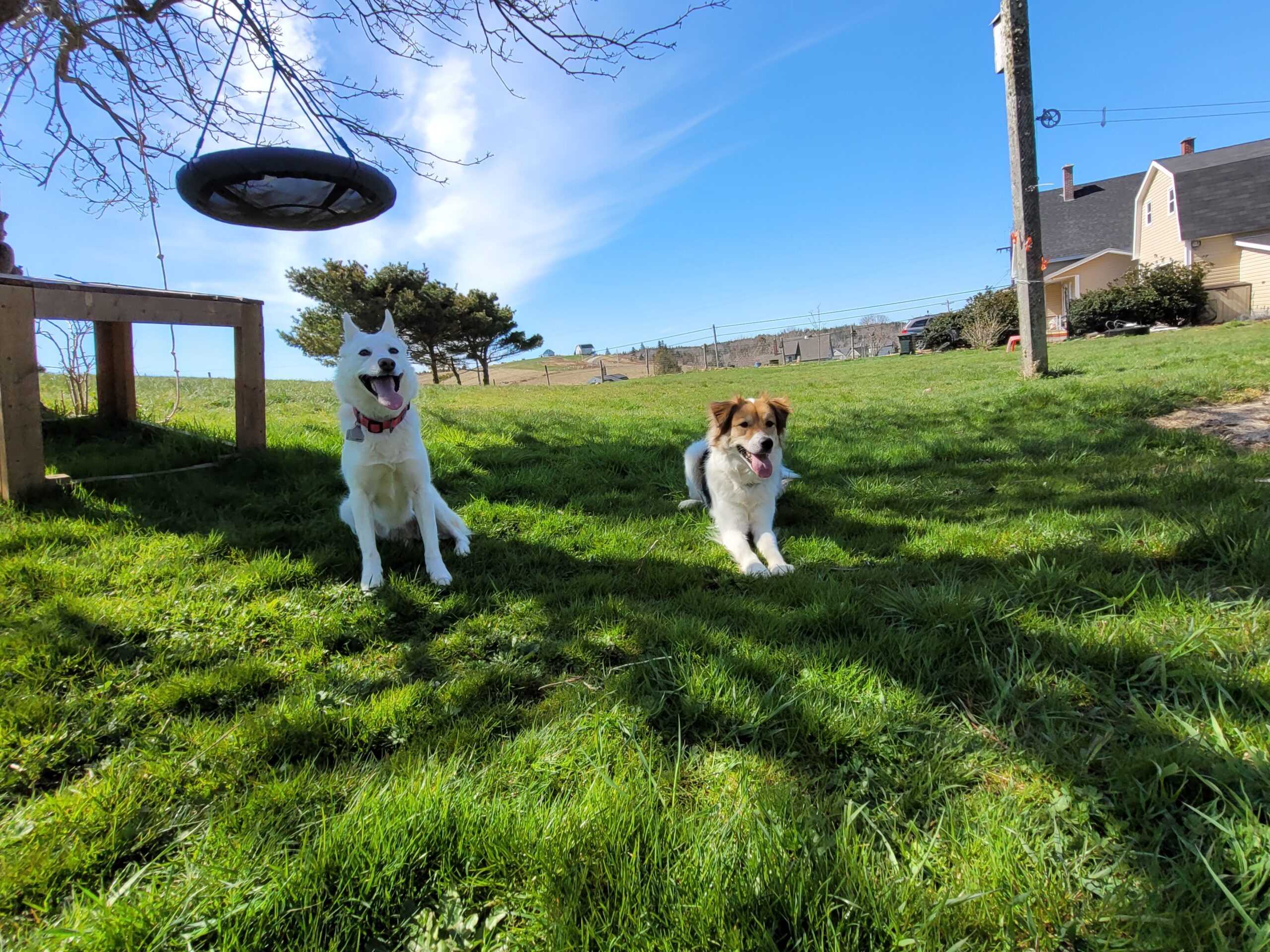 Your Happy Dog Coach