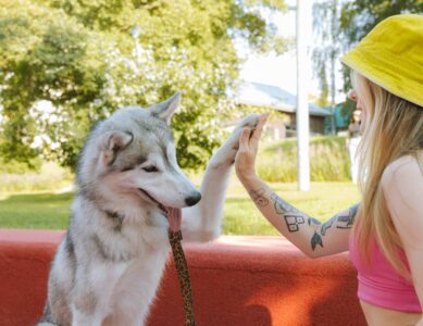 Expectations of Dog Training