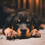 Fear Free Certified Professional Trainer Your Happy Dog Coach client Testimony Yarmouth Nova Scotia Photo by Erik Mclean: https://www.pexels.com/photo/close-up-of-a-rottweiler-12727640/