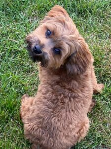 Your Happy Dog Coach Freddie Mercury Dog Trainer Yarmouth NS scavenging pup