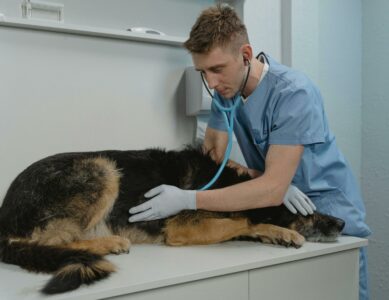 Fear Free Certified® Vet Prep