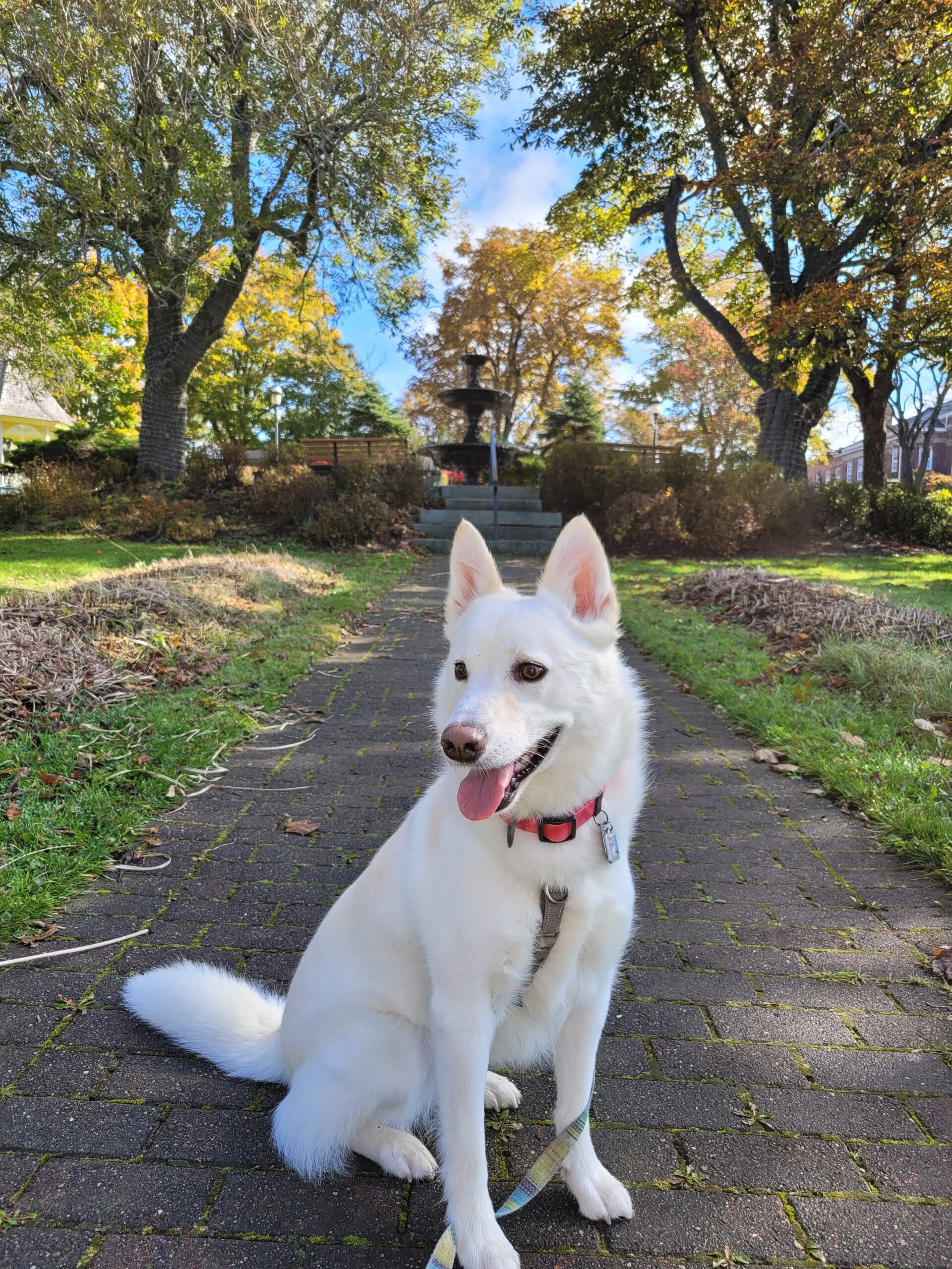 Your Happy Dog Coach