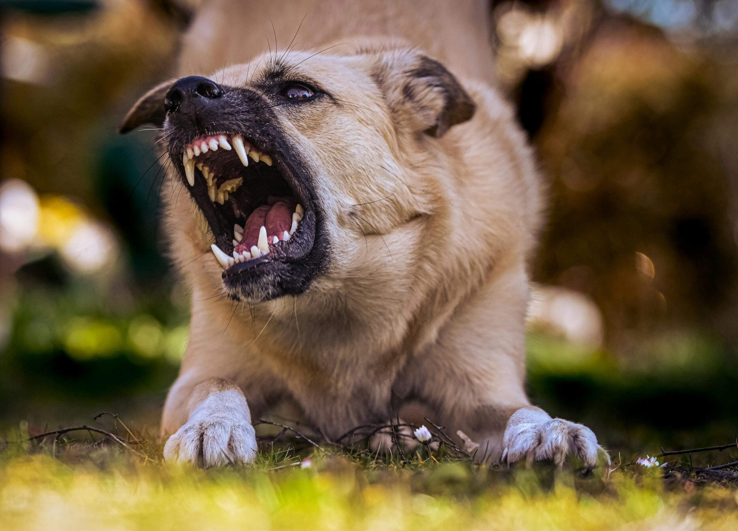 Your Happy Dog Coach
