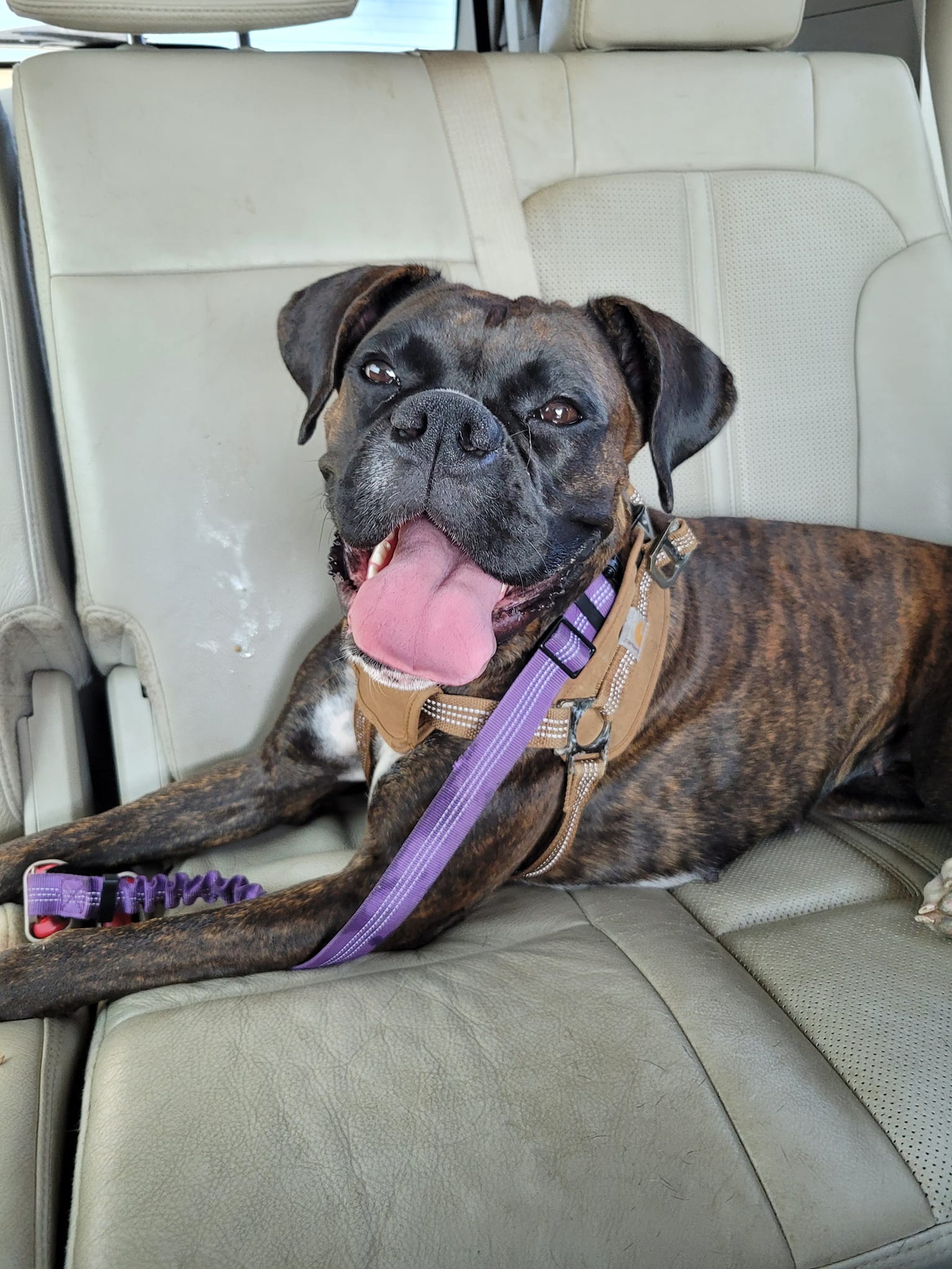 Your Happy Dog Coach