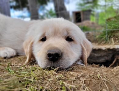 Welcome Home, New Pup