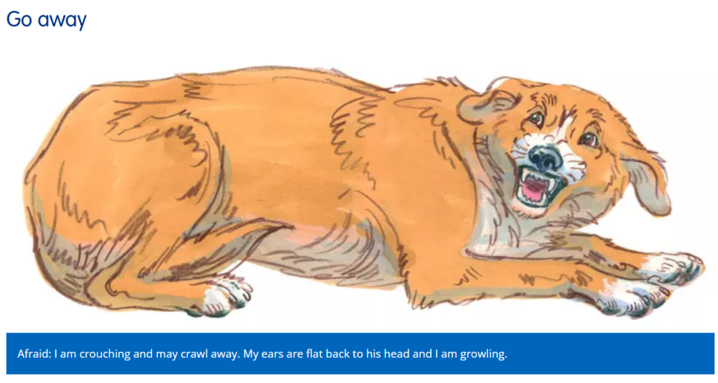 Dog Body Language drawing - brown dog laying down, tail tucked tight, mouth open, teeth showing, eyes squinting, ears down and flat back - this dog is afraid/fearful