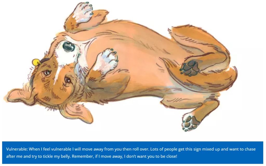Dog Body Language drawing - brown dog laying on back with exposed belly, tail tucked, paws in the air, mouth close, eyes tight