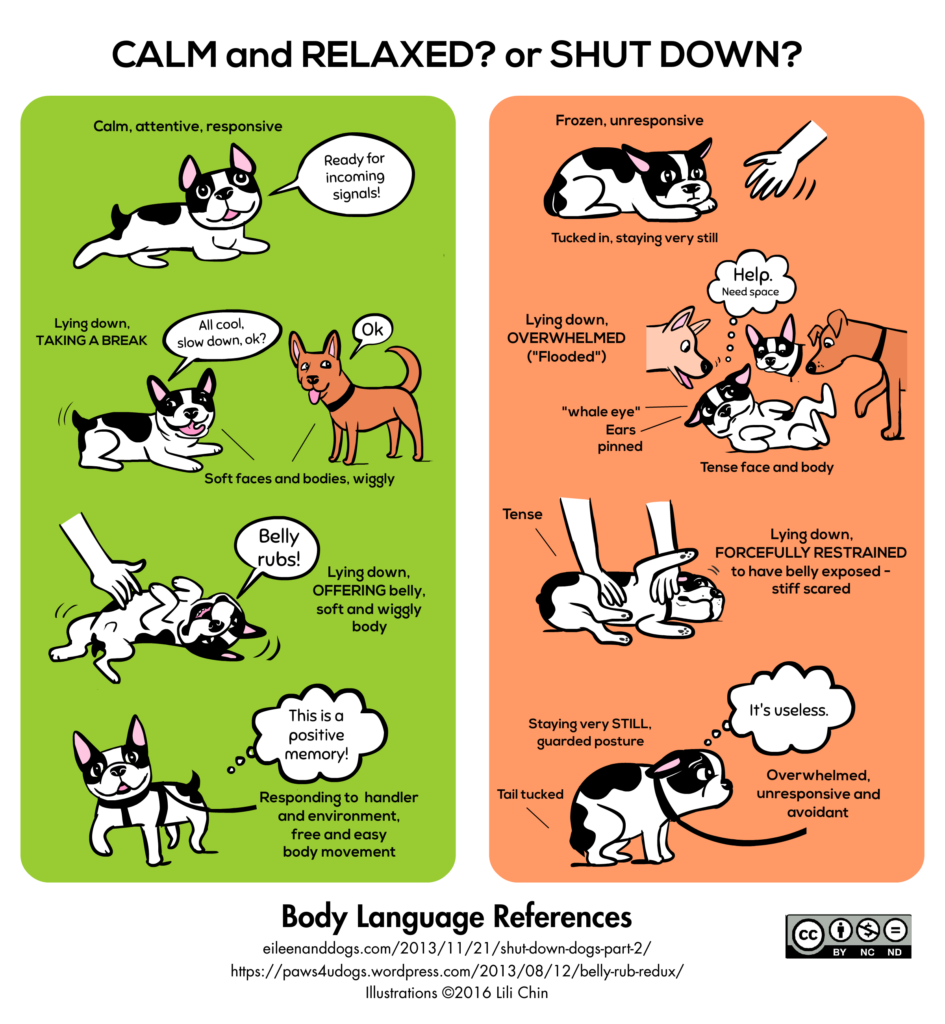 Lili Chin - dog relaxed or shut down