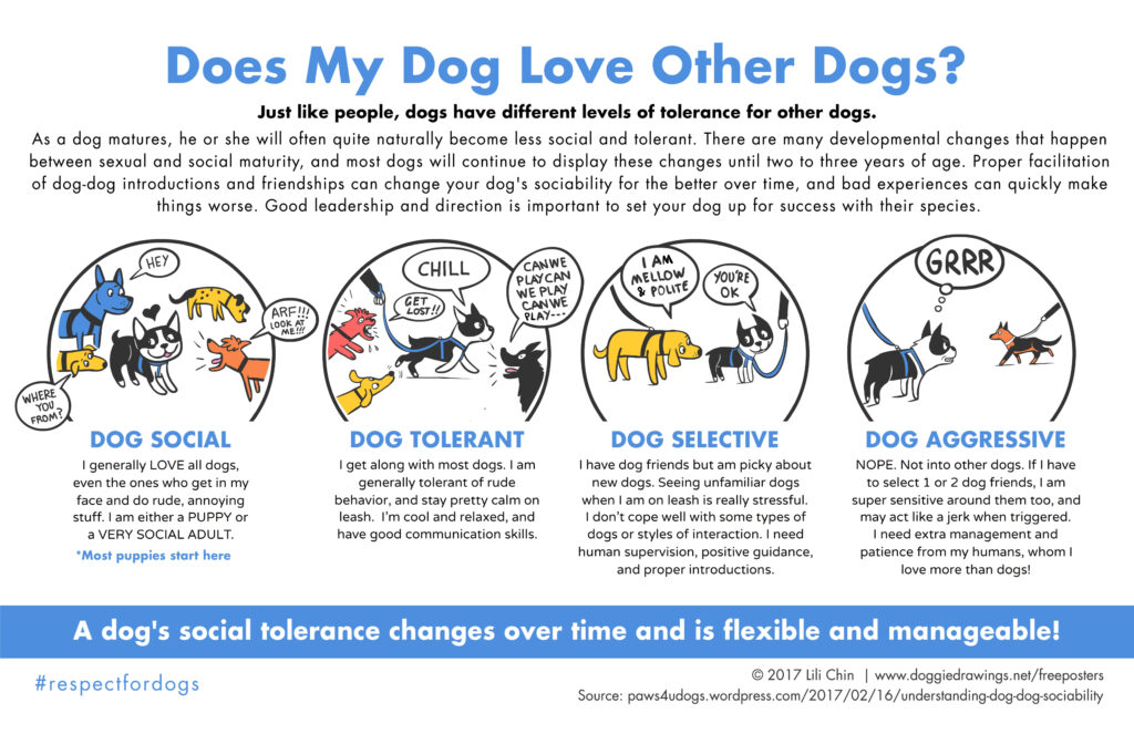 Lili Chin - does my dog like other dogs - four sections of infographics showing the difference in body language when a dog is dog social, dog tolerant, dog selective and dog unfriendly.