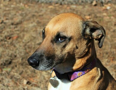 Learn To Speak *Dog*