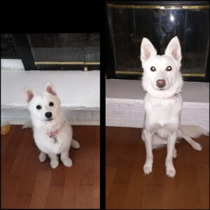 Comparison picture of Your Happy Dog Coach's Kitchi to show the growth between March and October of the same year
