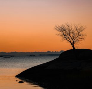 A reflective dog trainer moment, choosing advocacy of dogs over ego, popularity, and even income.