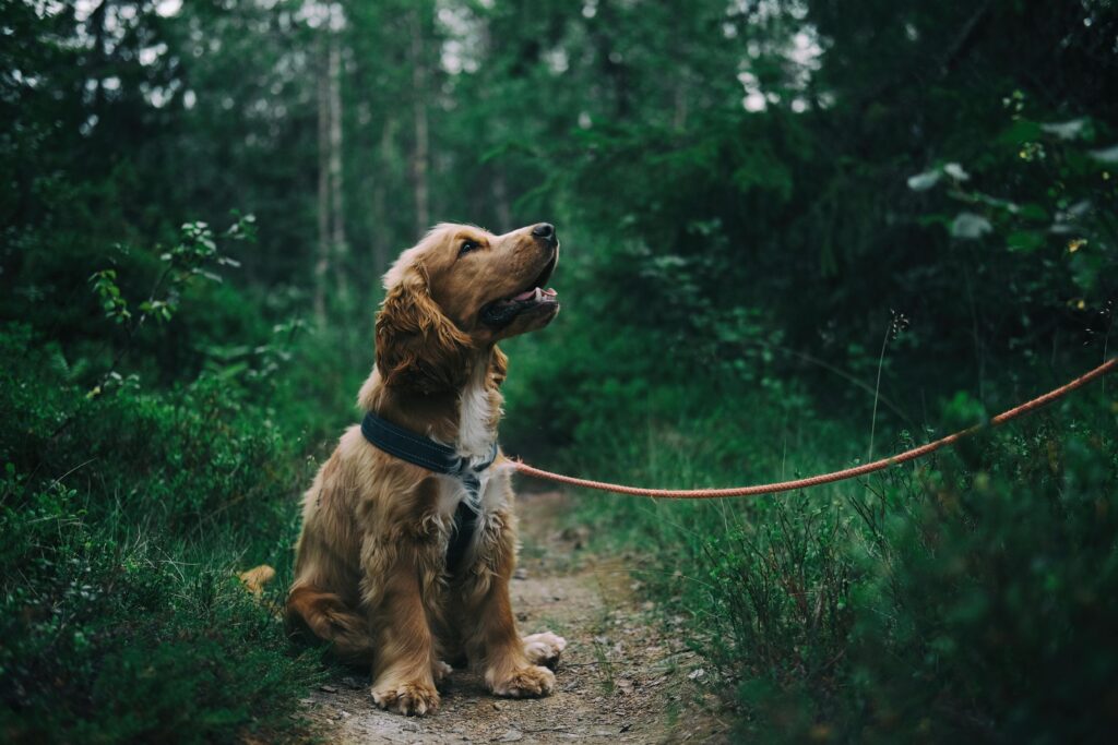 A happy Golden cocker spaniel wearing a harness, attentively looking at their guardian while sitting on a forest trail wearing a loose orange leash.