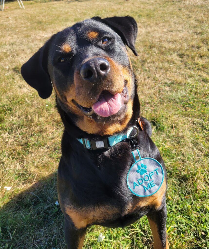 Adoptable Rottweiler is ready to go home