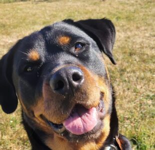 Luna the Rottweiler is up for adoption