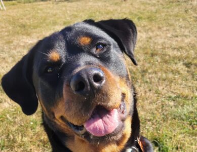 Luna the Rottweiler – A One-Time YHDC Adoption Story