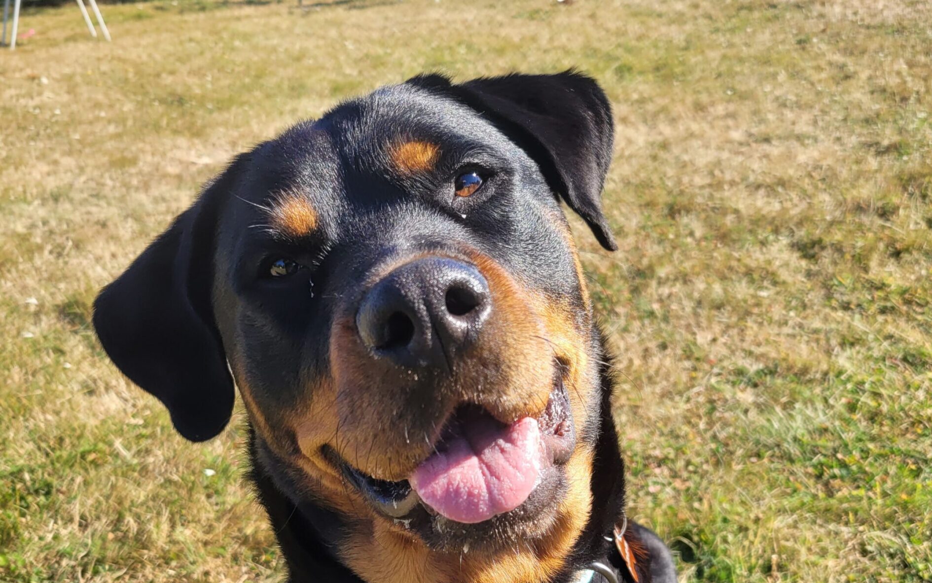 Adopt Luna the Rottweiler