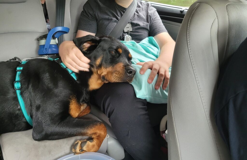 Luna loves to cuddle in the car and have her ears touched