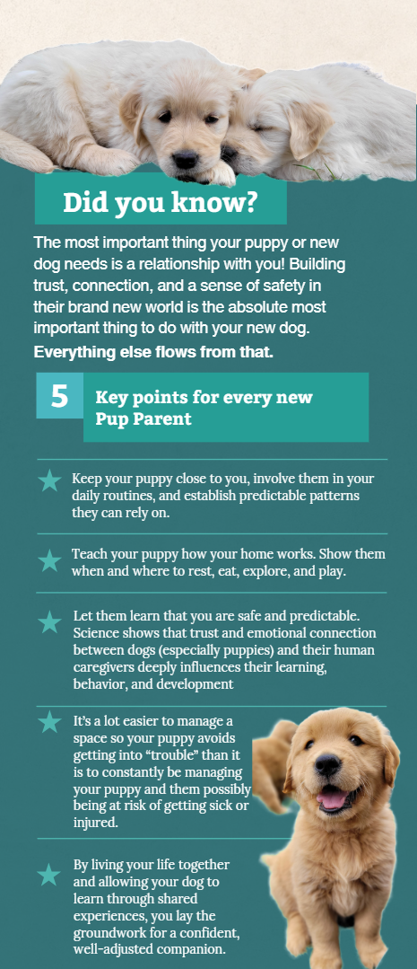 Brochure 3 Your Happy Dog Coach Wecome Home New Pup