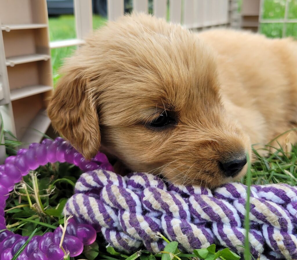 Braded rope toys can be incredibly useful for puppies and dogs to chew on instead of their humans