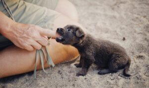 Puppies and biting go hand in hand and it's important to know why so we can meet those needs without causing behaviour issues or losing an arm, image provided by pexels-alexeydemidov-10624285