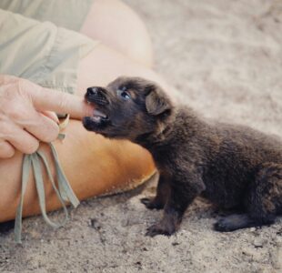 Puppies and biting go hand in hand and it's important to know why so we can meet those needs without causing behaviour issues or losing an arm, image provided by pexels-alexeydemidov-10624285