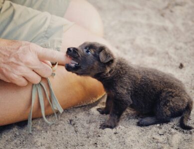 Puppy or Piranha? Let’s Talk Puppy Bites