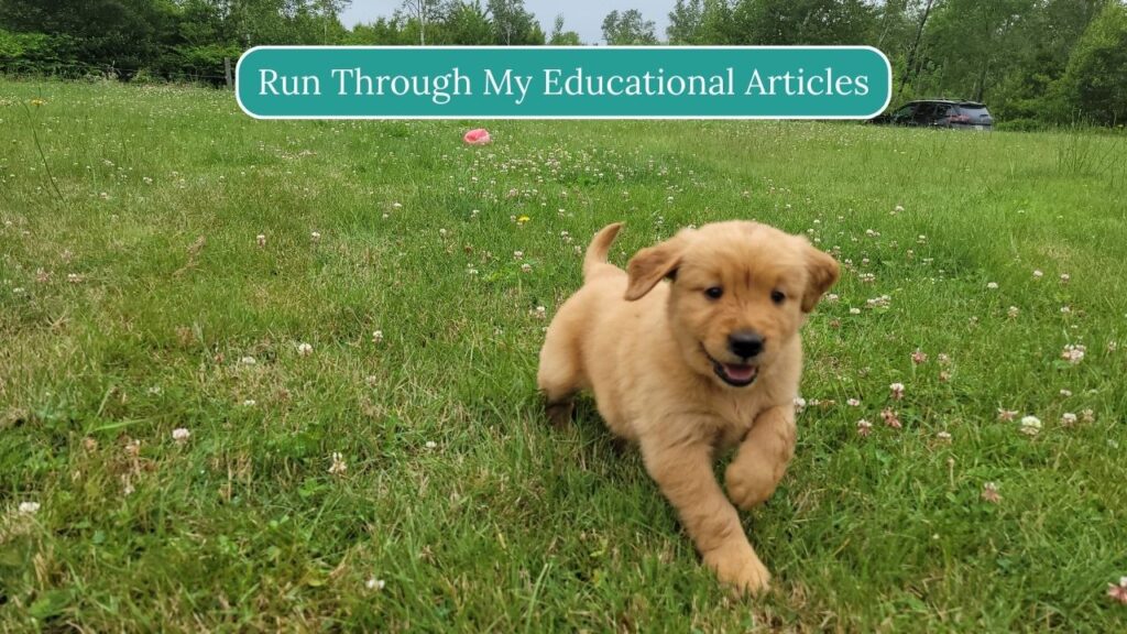 Explore Your Happy Dog Coach's Educational Articles