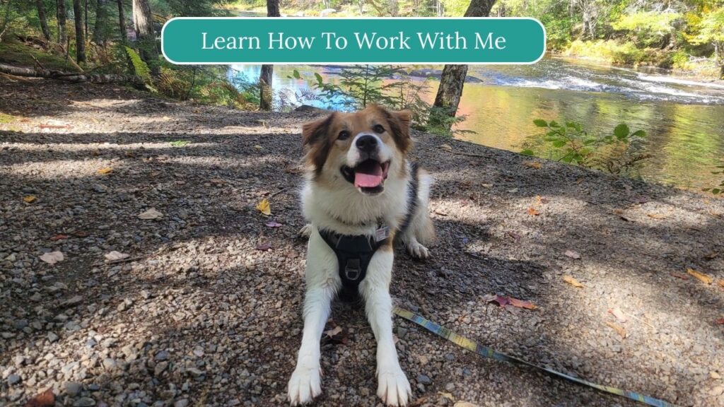 View Training Service Options for Your Happy Dog Coach