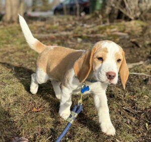 A cute little beige and white beagle puppy is the great poster child for pup parents who want do to the best for their puppies