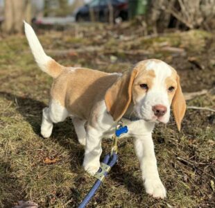 A cute little beige and white beagle puppy is the great poster child for pup parents who want do to the best for their puppies