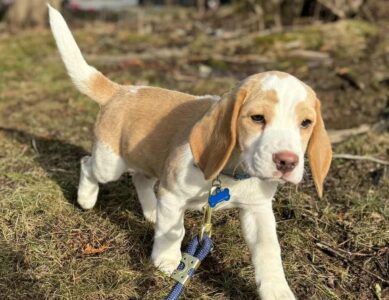 Puppy Priorities – Connection or Commands?
