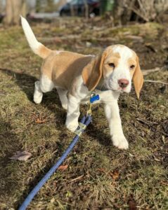 A cute little beige and white beagle puppy is the great poster child for pup parents who want do to the best for their puppies