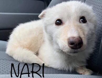 Reputable Rescues – What You Need To Know