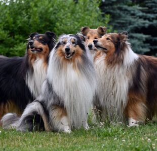 Genetics play a part in temperament, even a few generations above the puppy you are buying.