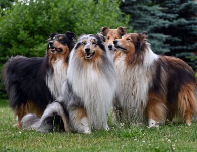 Beyond Bloodlines: Choosing a Breeder Who Puts Dogs First