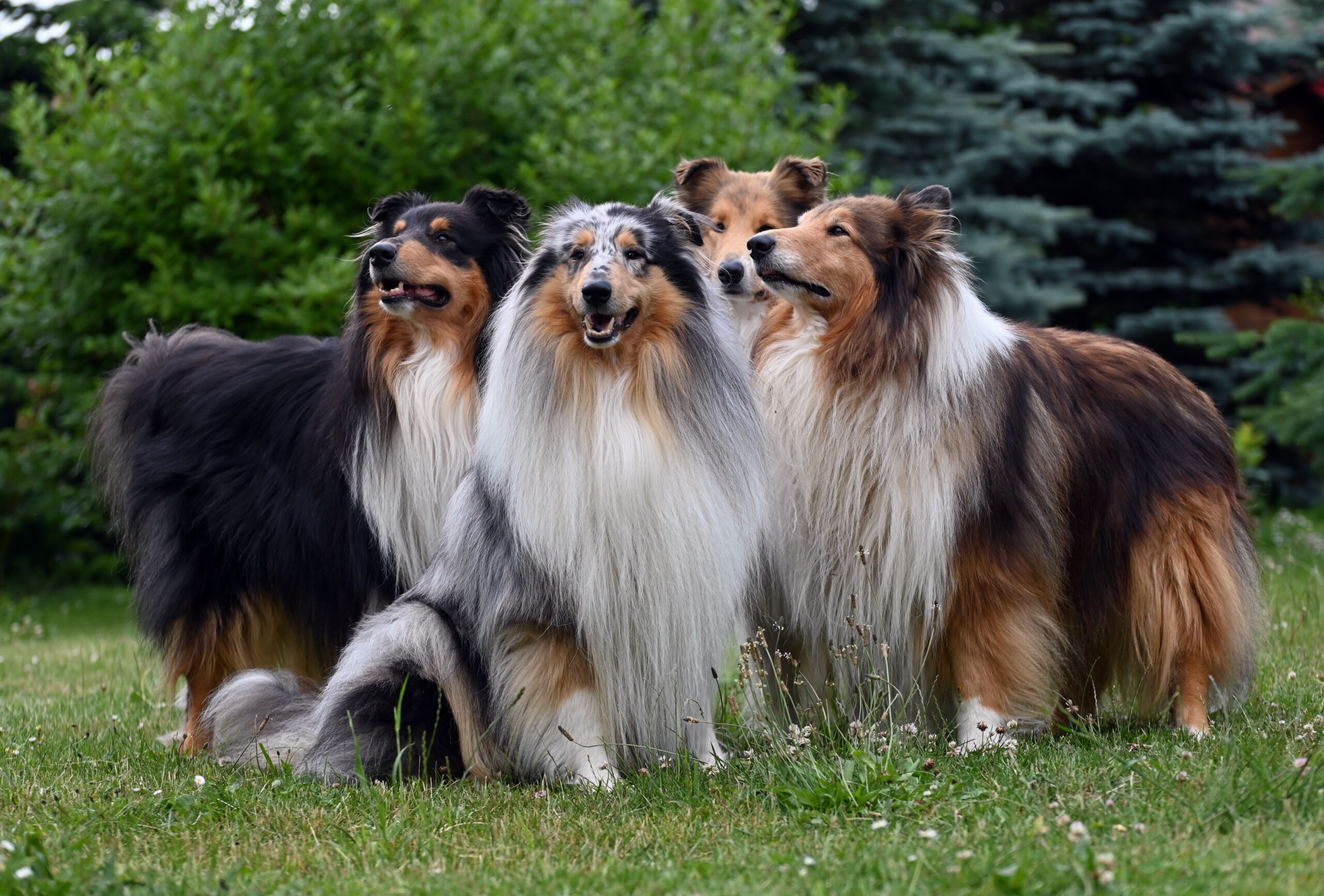 Beyond Bloodlines: Choosing a Breeder Who Puts Dogs First