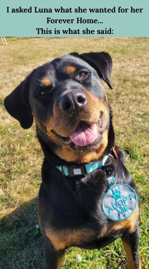 Someone asked me what Luna's Ideal home looked like... this is what she told me