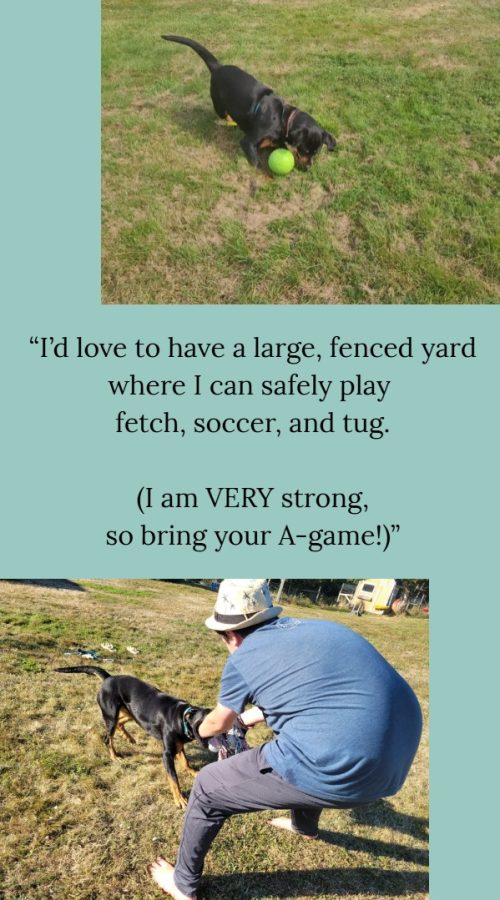 Luna loves to play soccer and tug. Are you strong enough to win against her?