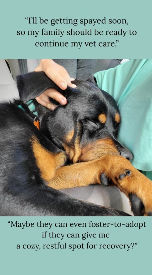 Luna loves to cuddle and be touched. It's her favorite thing