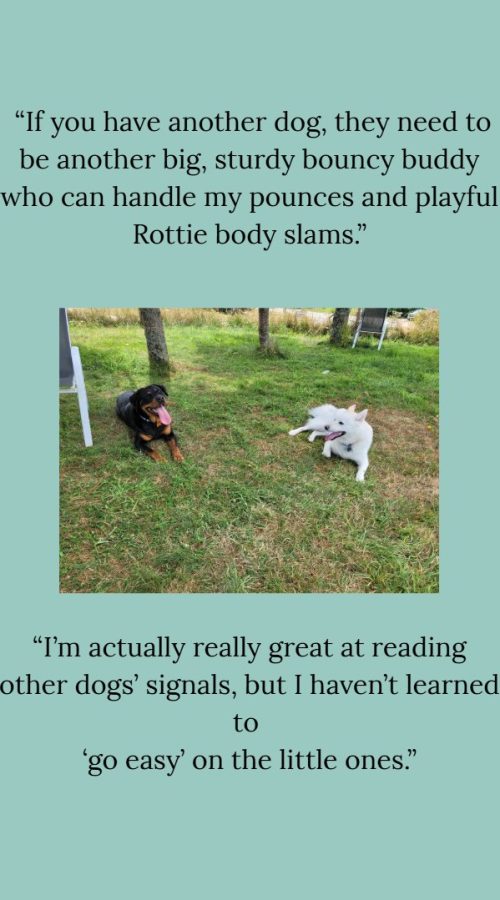 Luna loves to pounce, body slam, and bumper car, so she needs a well matched playmate in size, temperament, and playstyle, if any