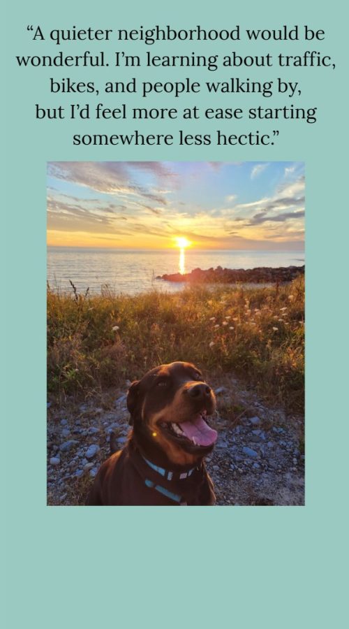 Luna is a guardian dog Rottweiler who needs a quiet, rural property to roam and alert to - no busy streets for this gal